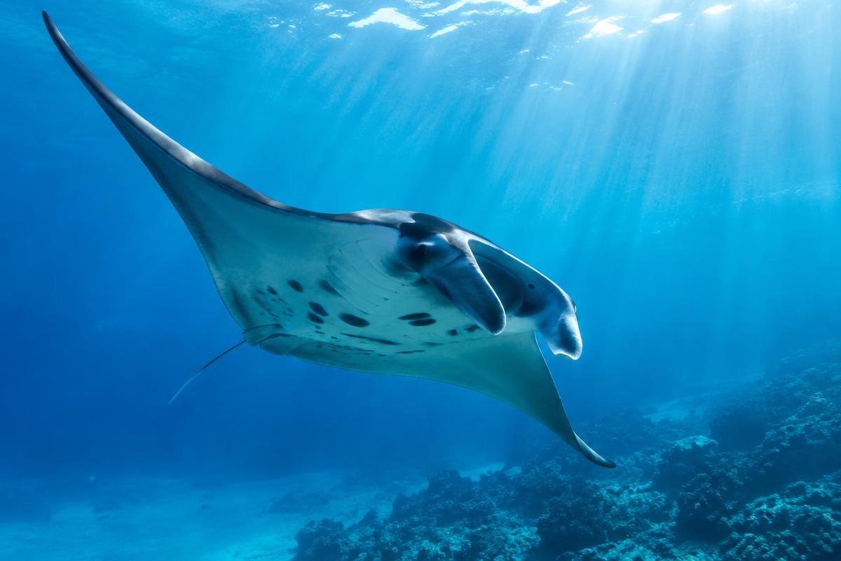 Manta ray gliding through clear blue water